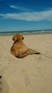 leonberger