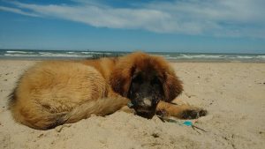 leonberger