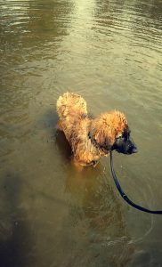 leonberger