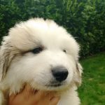 Pyreneese Berghond