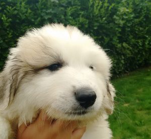 Pyreneese Berghond