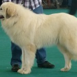 Pyreneese berghond: Viskaly's Awilix Qui Mu