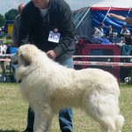 Pyreneese berghond: Viskaly's Awilix Qui Mu