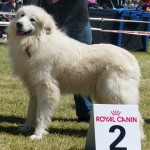 Pyreneese berghond: Viskaly's Awilix Qui Mu