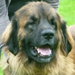 leonberger