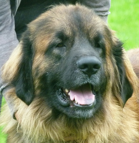 leonberger