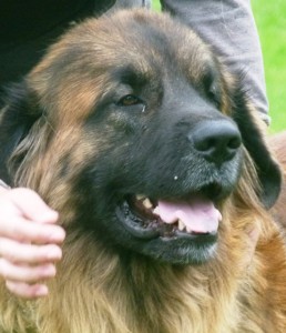 leonberger