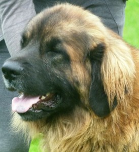 leonberger