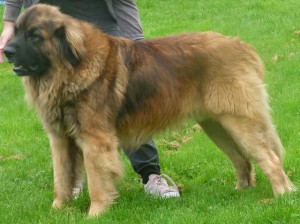 leonberger