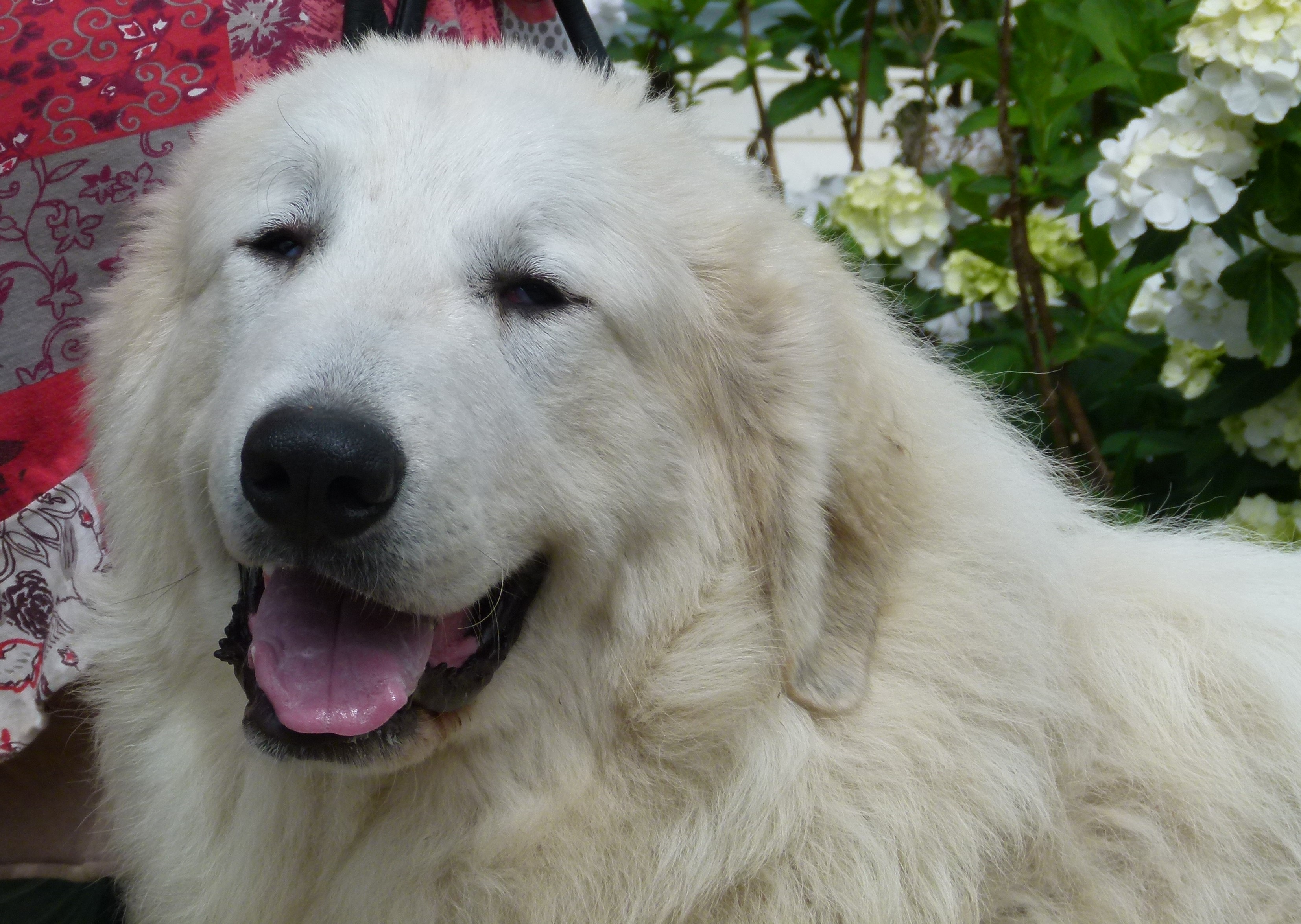 Pyreneese berghond