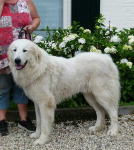 Pyreneese berghond