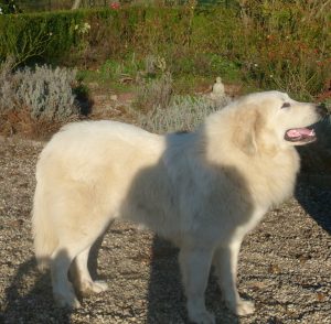 Pyreneese berghond