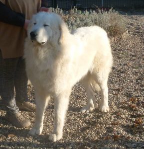 Pyreneese berghond