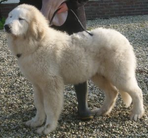 Pyreneese berghond