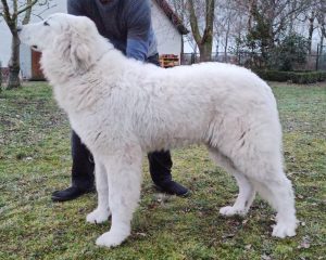 Pyreneese berghond