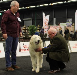 Pyreneese berghond