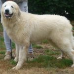 pyreneese berghond