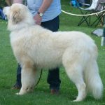 pyreneese berghond