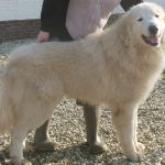 pyreneese berghond