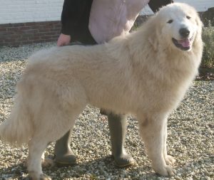 pyreneese berghond