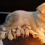 Pyreneese Berghond: Symfonie van merode R-nest