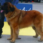 Leonberger