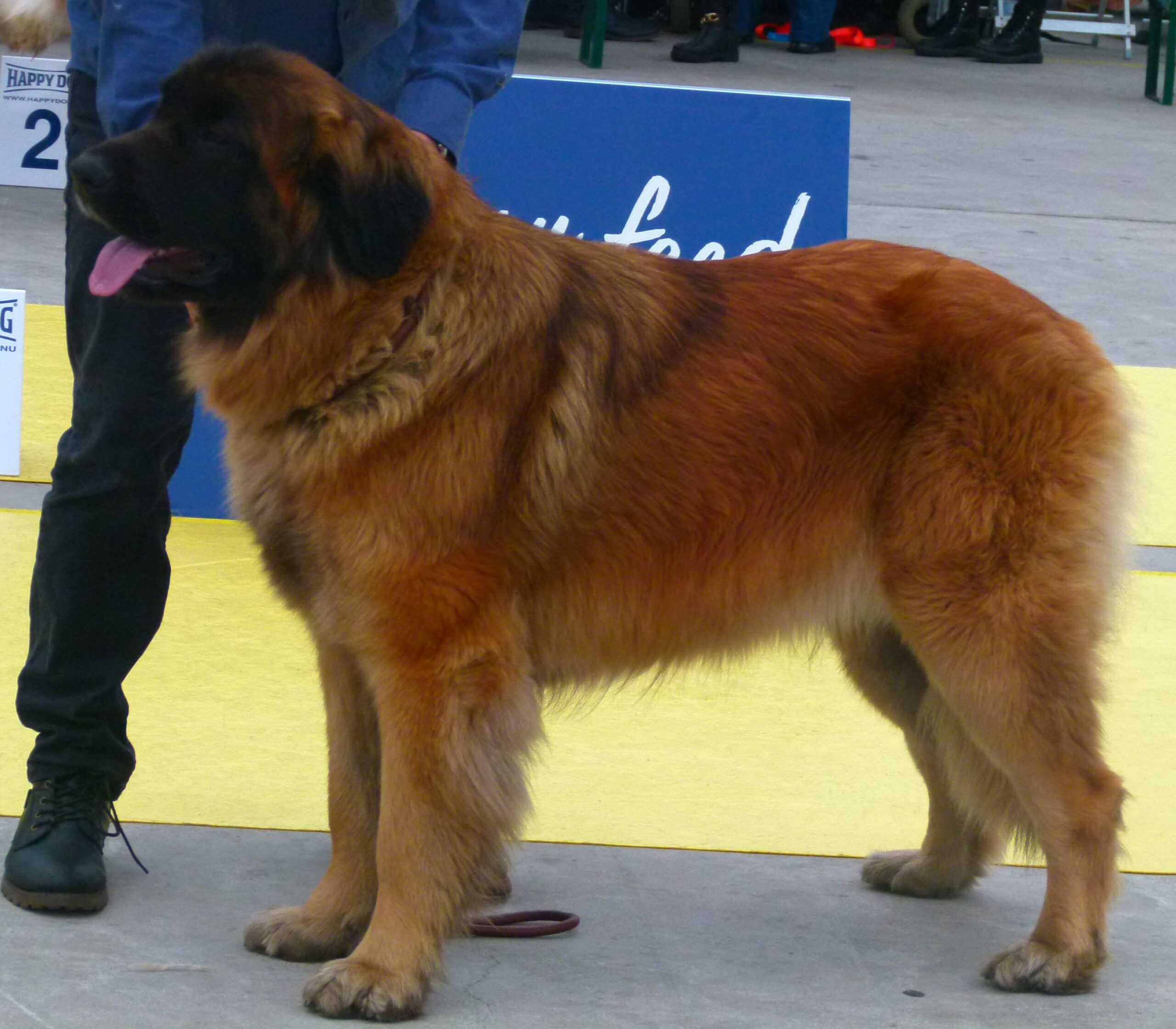 Leonberger