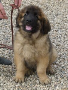 Leonberger