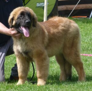 Leonberger