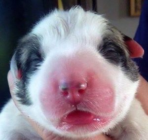 Pyreneese berghond pup