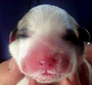 Pyreneese berghond pup