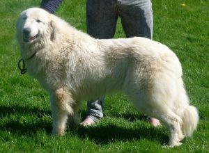 pyreneese berghond