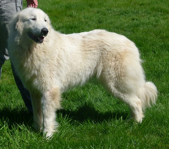 Pyreneese Berghond