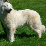 Pyreneese berghond pup