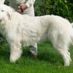 Pyreneese Berghond: Symfonie van Merode Ormandy