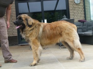 Leonberger: Marsalis von der Boxmühle