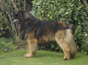 Leonberger