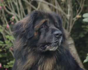 Leonberger