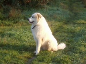 pyreneese berghond