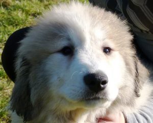 Pyreneese Berghond