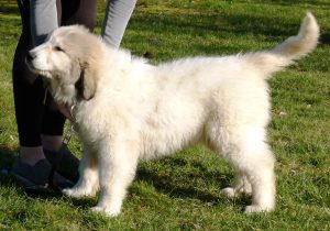 Pyreneese Berghond