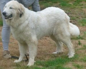 pyreneese berghond