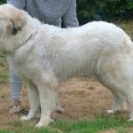 pyreneese berghond