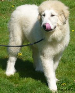 Pyreneese Berghond