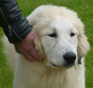 Pyreneese Berghond