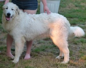 Pyreneese Berghond