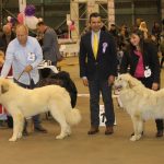 pyreneese berghond