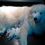 Pyreneese Berghond pups