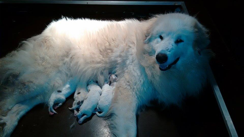 Pyreneese Berghond pups