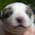 Pyreneese Berghond pups